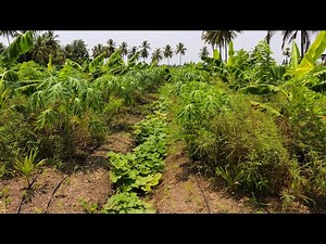 subash palekar 5 layer natural farming
