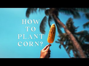 How to plant corn? Everything you need to know about planting corn.