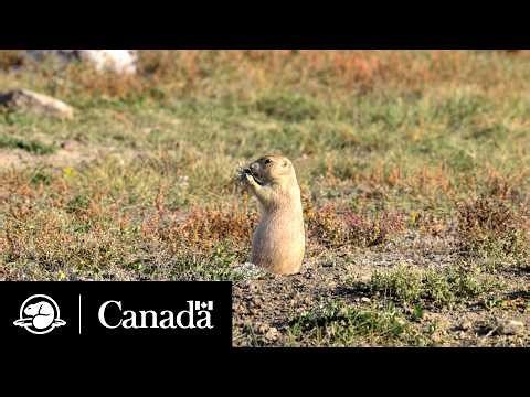 Good dog! | Climate Crew | Parks Canada