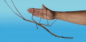 The Giant Walking Stick