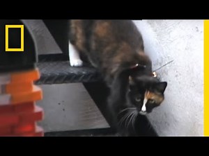 POV: Cat vs. Rat | National Geographic