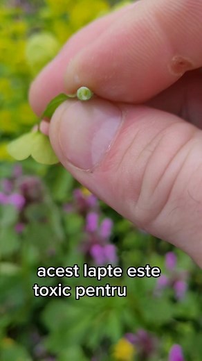 Alior ( euphorbia cyparissias) sau Laptele-câinelui cum i se mai spune, este o plantă erbacee care face parte din familia Euphorbiaceae. Mai este cunoscută în popor și sub următoarele denumiri: alior, aior, laptele-cucului, buruiană de venin, buruiană-de-friguri, buruiană -de-negi, busuioacă-măgăreasca, lăptic, lapte broștesc. O întâlnim frecvent în flora spontană din regiunea de câmpie până la cea subalpina, pe colinele aride, pajisti însorite, terenuri nisipoase și pietroase, marginea drumuril