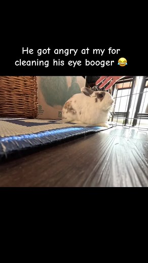 Adorable Bunny Gets Angry at Owner for Cleaning Eye Booger