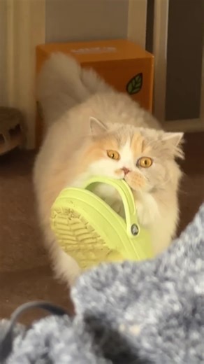 Banoffee is the chaos to Beans’ calm 😅