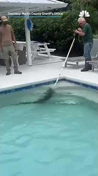 Gator found in Florida family's swimming pool