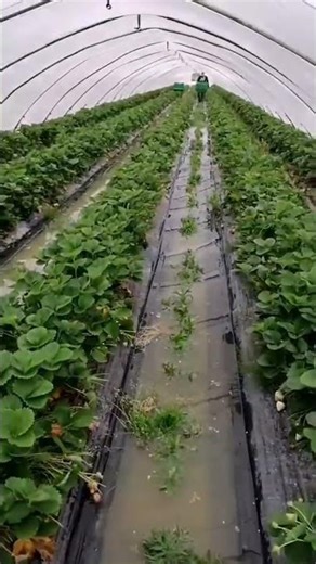 Non dimenticherò mai quell'anno dopo che c'è stato alluvione tieni botta Romagna
