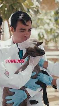 Study Veterinary Medicine and Animal Science at UPSJB✈️🏨🍽️