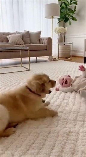 You Have Never Seen a Puppy Play Like This With a Baby! 😱