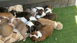 6 Weeks old Boston Terrier Babies Sleeping Together :) 😴 | Boston Terrier World