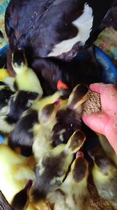 46K views · 1.3K reactions | Rebutan pakan ✨ #reels #feeding #cute #MuscovyDuckling #DucklingFeeding #DucklingCare #DucklingLife #FarmLife #BackyardFarming #RaisingDucks #DucklingsOfInstagram #PoultryFarming #DucklingGrowth #HomesteadLife | Altam Ed | Facebook