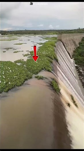 “Unique Way of Collecting Sea Grass from the Sea!”#shortvideo