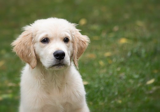 Whippet Golden Retriever Mix: Beautiful Dogs - WhippetCentral