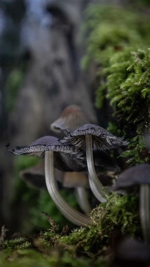 fungi photography #nature #macroperfection #mushroom #photography #macro