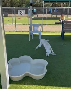 5.4K views · 780 reactions | ‼️ Adopted ‼️ She’s something beautiful! WENDY is new to the adoption floor and she’s sweet and loving. #Adopt #labrador #yellowlab #shelterdog WENDY #A277762 • 2 years old • 47 pounds • spayed female www.collierpets.com (Naples, FL) | Collier DAS Dogs -by volunteers | Facebook