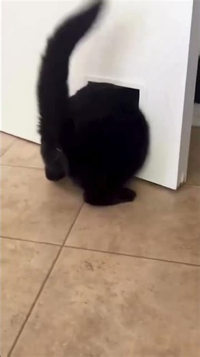 🐾 Grumpy Cats Rule the World 😼😂