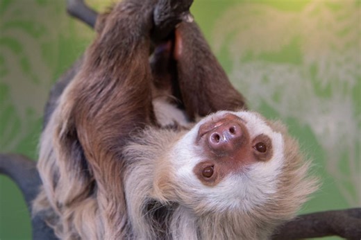 The Most Heartwarming Animal Encounter In NYC Is Available Now At The Bronx Zoo — With The Chance to Meet This Famous Sloth Face-to-Face