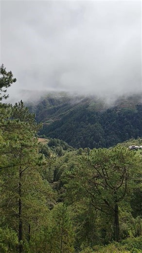 Peaceful Pine Trees | Mountain Forest Nature View #shorts