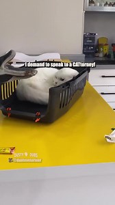 Who else's cat is this dramatic at the vet? 😂🫴 | My Feline Buddy