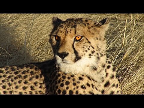 nature documentary : cheetah senses - Cheetah Hearing - The Unsung Superpower - cheetah superpower