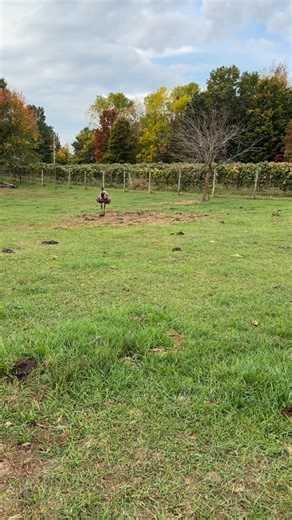 You’ve seen dog zoomies is but have you ever seen emu zoomies? #Emu #emuaustralia #hobbyfarm #farmanimals #lez🐝farmers #backyardfarm #girlfarm #farmlife #animalsofinstagram #girlswhofarm #farmher | Karlee Jones