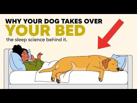 The Real Reason Your Dog Sleeps Next to You (You'll be Surprised)