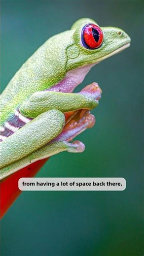 Get At Eye Level For Wildlife Photography | Alpha Camera Academy Short