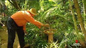 68K views · 531 reactions | A man is recovering in Townsville University Hospital after contracting a case of the rare and deadly Japanese encephalitis virus during a visit to Goondiwindi. Health officials warn humans can catch the disease from infected mosquitoes. Saavanah Bourke has the details. 7NEWS at 6pm. Download the 7NEWS app: 7news.link/7newsapp #7NEWS | 7NEWS Toowoomba | Facebook