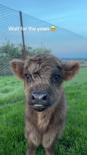 Adorable Baby Calf Moments | Highland Mini Cows Compilation