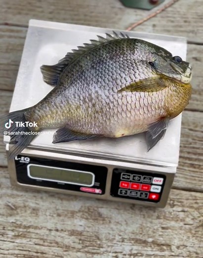 Halfway to a World Record: Catching a Coppernose Bluegill