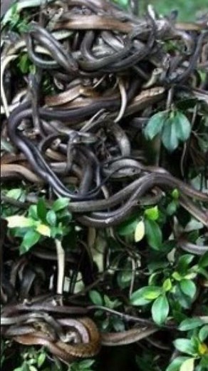 Faqat ilonlar yashaydigan borsa kelmas orol haqida bilasizmi?