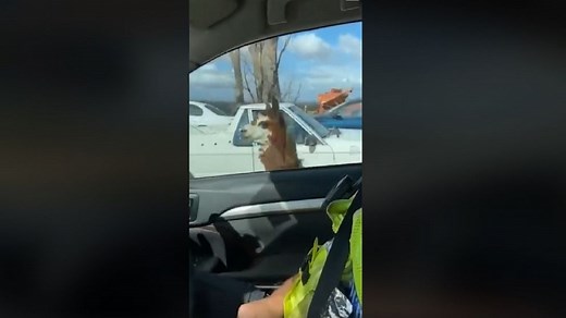 'Guard alpaca' confronts police