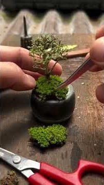 Bonsai Timelapse | Tahapan Membuat Bonsai Mame dengan Mudah #bonsai #shorts