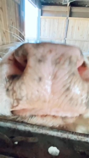 Cow licks! #boggsfunnyfarm #animalsoftiktok #farmlife #fyp #foryoupage❤️❤️ #minicow #minihereford #co | Henry The Donkey