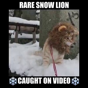 23M views · 8.3K reactions | rawr | Smosh | Facebook