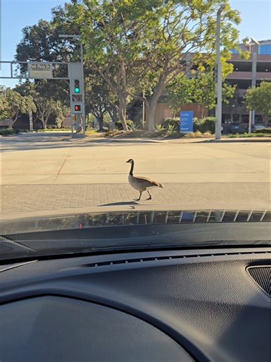 I'd rather wait for them to cross every morning than update Salesforce. But sometimes I wish they would speed up a little bit 🤏🏽 #losangeles #worklife #ducks #orangecounty #traffic