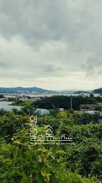 요즘 농부의 하루 I 레드클라렛 예찰 I 샤인머스켓 품앗이 #포도 #시골생활 #귀농