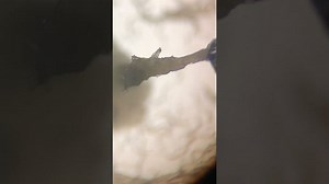 Thousands of tiny worms form eerie tentacle-like structure to find food