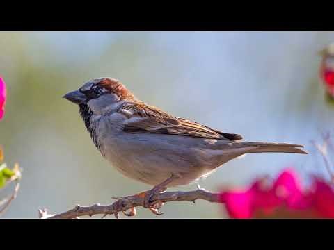 Fascinating Facts About the House Sparrow