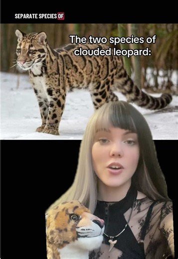 The two different species of clouded leopards!! Sunda clouded leopards and Indochinese clouded leopards! #cloudedleopard #animalfacts #cats #zoology #facts