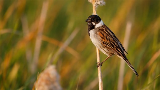 Rustend in het avondlicht