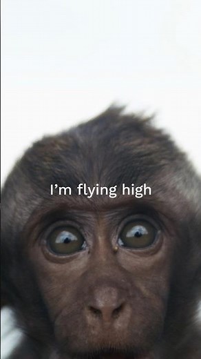 "Ça plane pour moi" - The wildest French punk song ever (with English meaning)