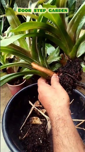 How to propagate Bromeliad plant ll Bromeliad plant propagation process ll