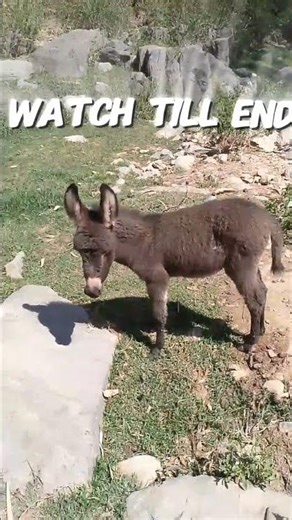 “Cutest Baby Donkey Moments You’ll Love 🫏😲”