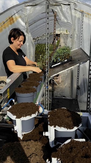 Ook tijdens de zomersluiting werken we gewoon door met bv vaste planten poten voor volgend jaar! | Tuincentrum de Bruijn