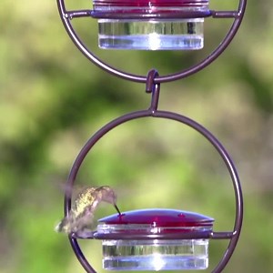 Set of 3 Hummble Slim Hummingbird Feeder | Glass Hanging Bird Feeder for Garden Decor, Unique Gift for Her & Hummingbird Lover - Etsy