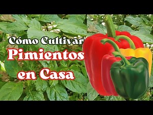 🫑 How to Grow Peppers, Chiles, Paprika and Chili Peppers at Home🫑