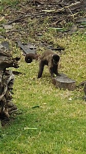 Capuchins are absolutely SMASHING 🐒 🎥 Keeper Jo | Sydney Zoo