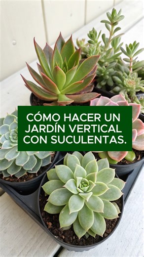 Mi Jardin facil en la casa | Cómo hacer un jardín vertical con suculentas. (Belleza, poco riego y gran impacto visual) Las suculentas son perfectas para jardines... | Instagram