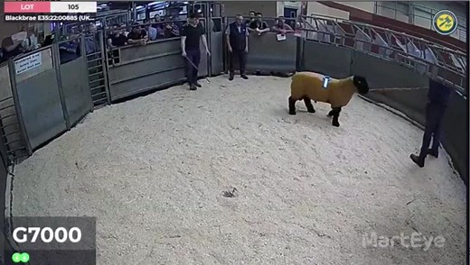 2.9K views · 16 reactions | Lot 105 - 10,000gns  NI Suffolk Premier Show & Sale with Ballymena Livestock Market | MartEye | Facebook