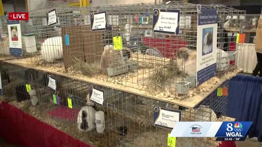 Fluffy angora rabbits draw farm show crowd